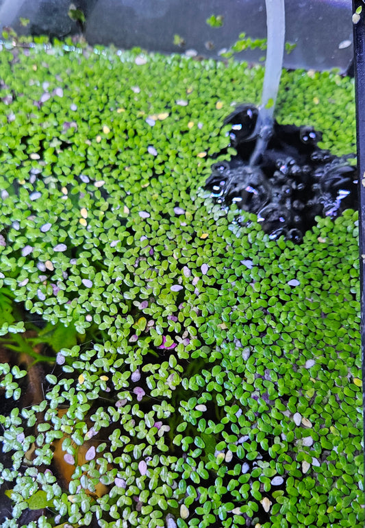 Lesser Duckweed Floating Plant (1 tablespoon worth)