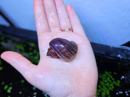 Magenta Mystery Snail (Pomacea bridgesii)