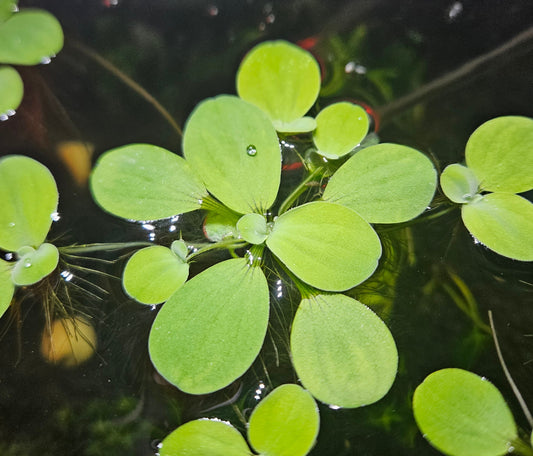Dwarf Water Lettuce (Pista Stratioites)