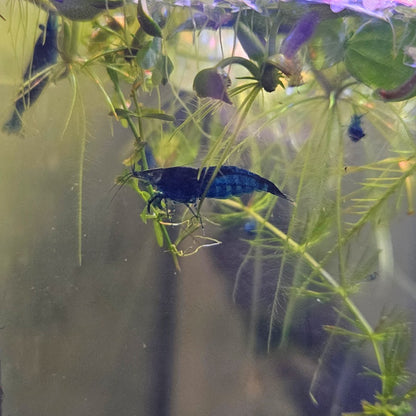 Blue Dream Neocaridina Shrimp