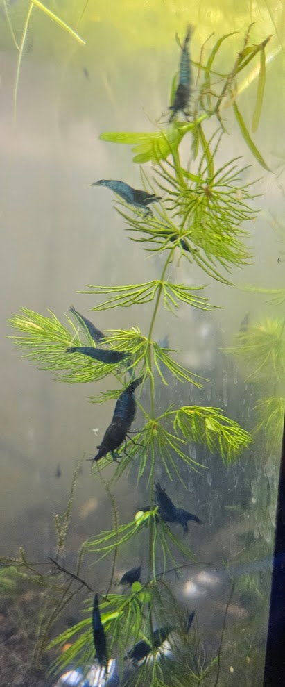 Blue Dream Neocaridina Shrimp