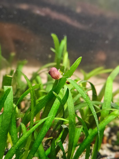 Magenta Mystery Snail (Pomacea bridgesii)