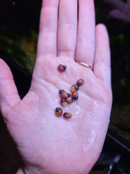 Magenta Mystery Snail (Pomacea bridgesii)