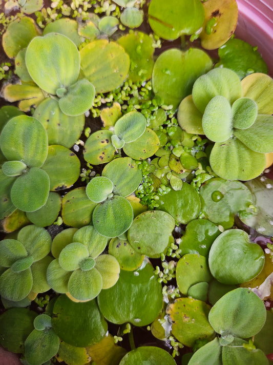 Mixed Floating Plants - Live Aquarium Plants 1/2 cup