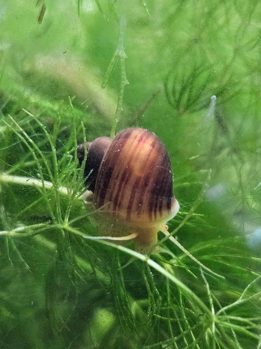 Chestnut/"Albino" Mystery Snail (Pomacea bridgesii)