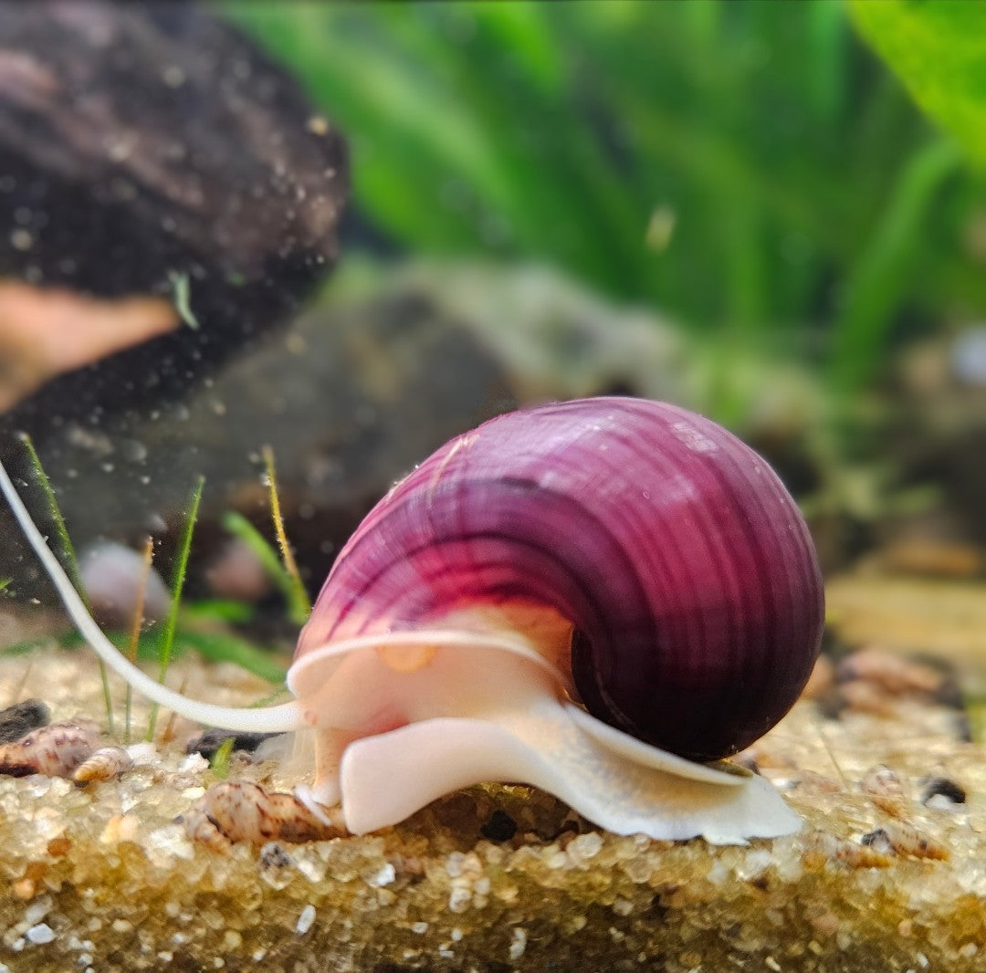 Magenta Mystery Snail (Pomacea bridgesii)