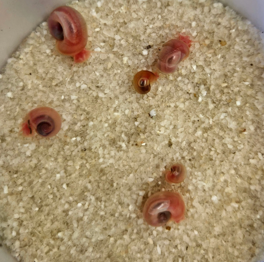 Pink/Peach Ramshorn Aquarium Snails