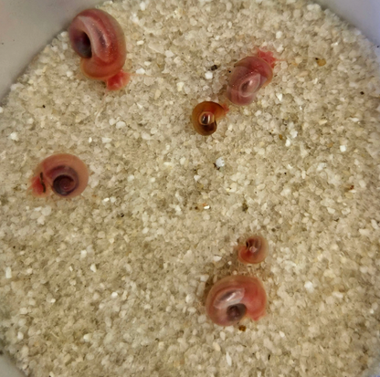 Pink/Peach Ramshorn Aquarium Snails